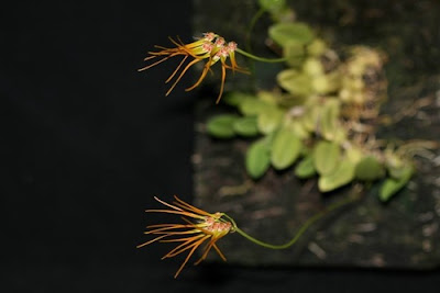 Bulbophyllum setaceum care and culture