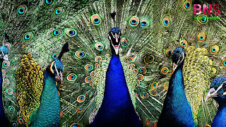 peacock beutiful wallpaper, peacock feather, beutiful peacock Morningpeacock wallpaper photo,  peacock wallpaper for walls,  peacock wallpaper design,  beautiful peacock wallpaper,  peacock feather wallpaper,  peacock live wallpaper,  peacock 3d wallpaper,  5d peacock wallpaper