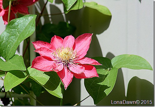 Clematis Little Mermaid