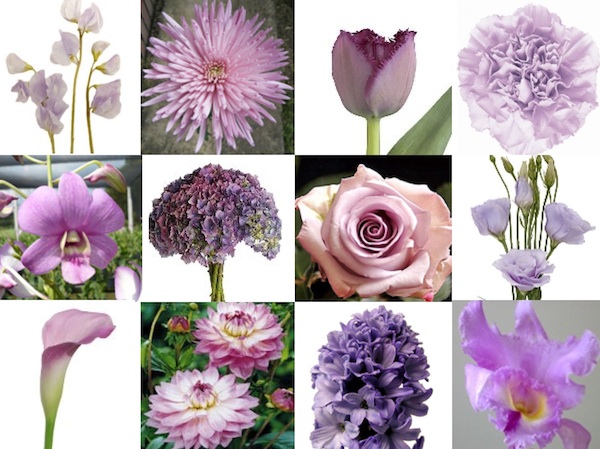  Mum Novelty Tulip Carnation Middle Row Dendrobium orchid Hydrangea 