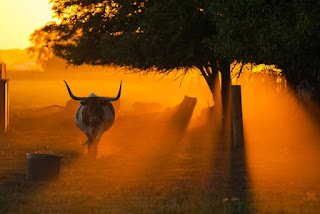 The sun sets on a arange with a bull by Daniel Lloyd Blunk-Fernández via Unsplash - https://unsplash.com/photos/X6PcHB3Hl0s