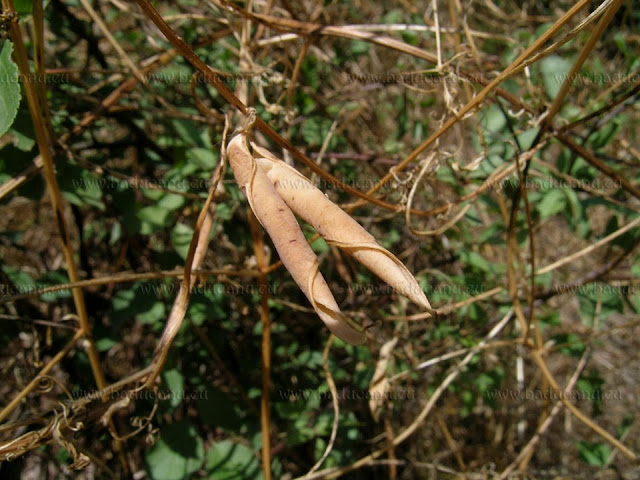 Baccello di Vicia cracca - © www.baducanu.eu