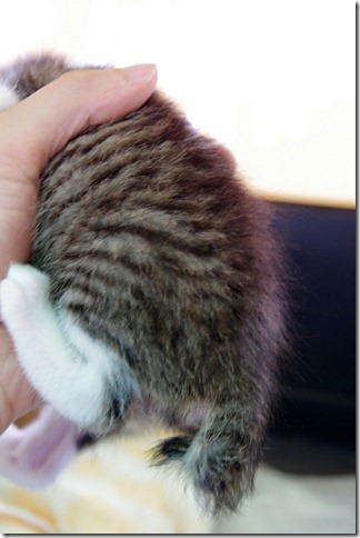 K-r23864_thumb