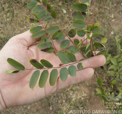 Pichi blanco (Alvaradoa subovata)