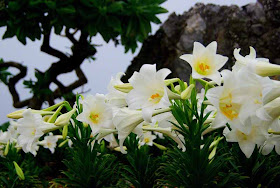 lilies, flowers, white, island, matsuri, Iejima