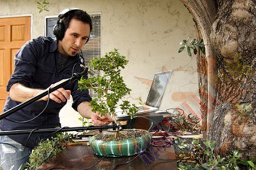 Wah, Ada Pohon Bonsai Bisa Main Musik? [ www.BlogApaAja.com ]