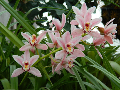 Cymbidium insigne Sweetheart at the Allan Gardens Conservatory by garden muses-not another Toronto gardening blog