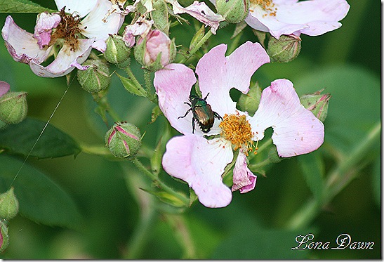 Wildrose_JapaneseBeetle
