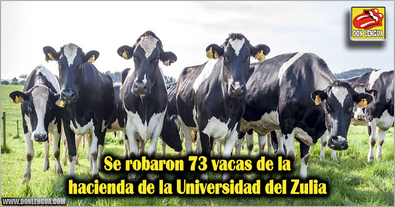 Se robaron 73 vacas de la hacienda de la Universidad del Zulia