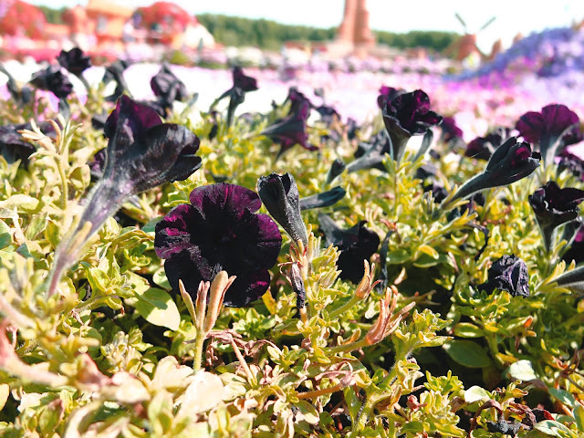 The World's Most Extravagant Garden - Dubai's Miracle Garden