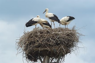 Birds Standing in Nest