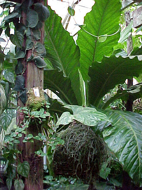  BUNGA  ANTHURIUM TUKANG TAMAN