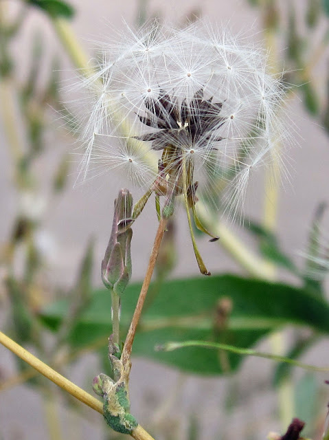 Prickly Lettuce, Lactuca serriola. Seed heads by Hayes Station car park.  12 August 2011.