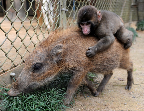 Miwa the baby monkey hangs onto the back of baby boar