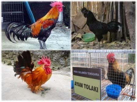 Ragam Jenis Ayam Kampung Bagian 2