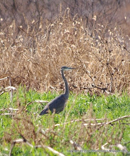 Great Blue Heron Catching Rodents, 12/02/10 Nine Acre Corner