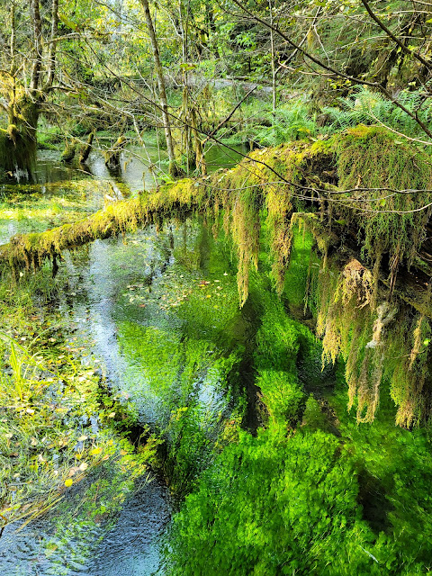 Rain forest. Clear water with grass under.