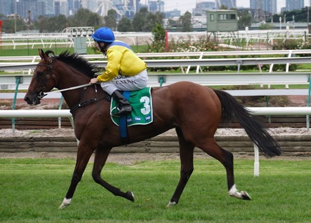 race 5 _badawiya 4