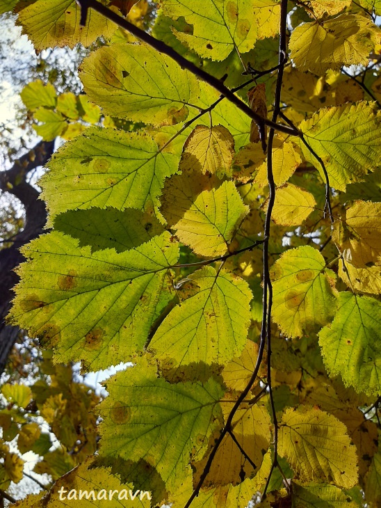 Лещина разнолистная / Орешник разнолистный (Corylus heterophylla)