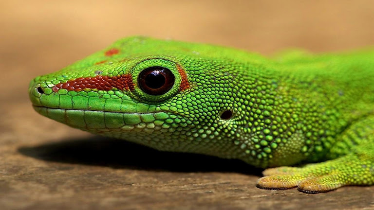 Lizard HD Wallpaper 3