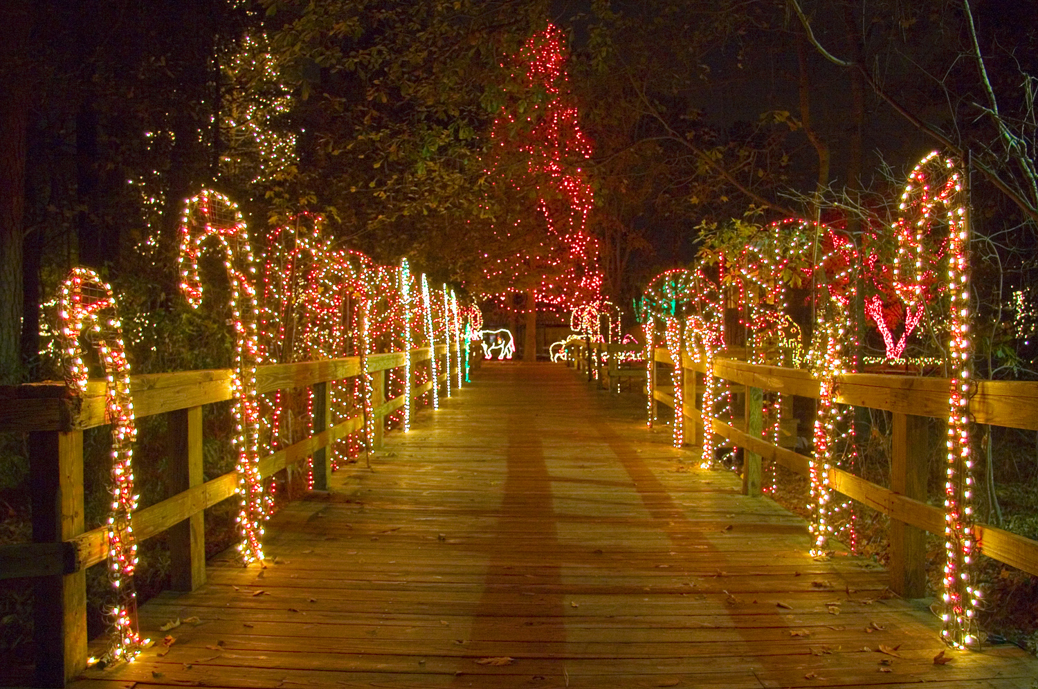 LIGHTS BEFORE CHRISTMAS at RIVERBANKS ZOO AND GARDEN