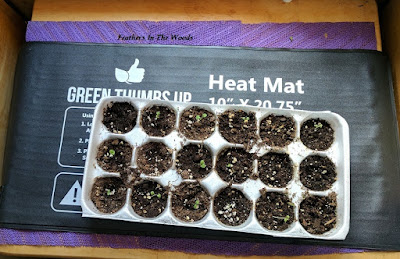 seed starting containers, recycle project