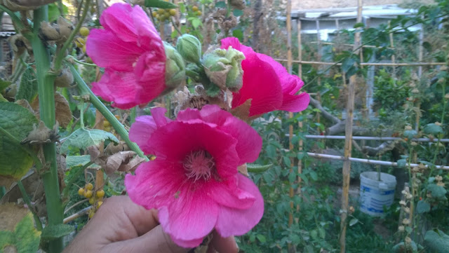 Hollyhock flowers can be a variety of vibrant colors ranging from white, yellow, and pastel pink to lovely shades of red, blue, and purple. Some of hollyhock flowers are so dark they are nearly black.