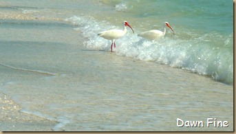 Beach walks sanibel_104