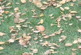 2010-12-25_029