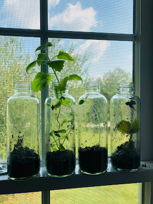 How to reuse old kombucha jars to plant seed, cuttings, and plants!