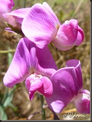P1020848