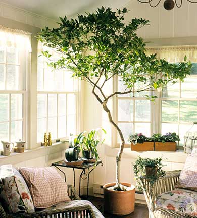 dear september i want an indoor  tree 