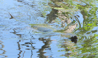 Snapping Turtle