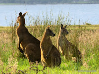 Kangaroos, Paynesville