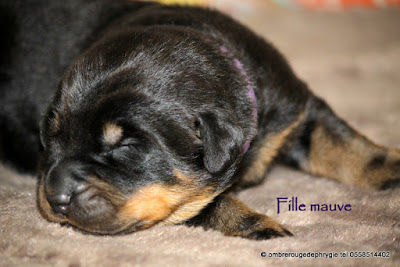 chiot beauceron né le 3 mai 2016