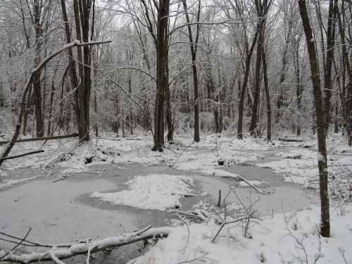 bottomland hardwood swamp