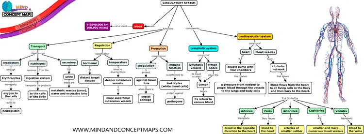 Conceptual Map of the Circulatory System, parts and functions