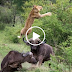 Buffalo Launches Predator Into The Air