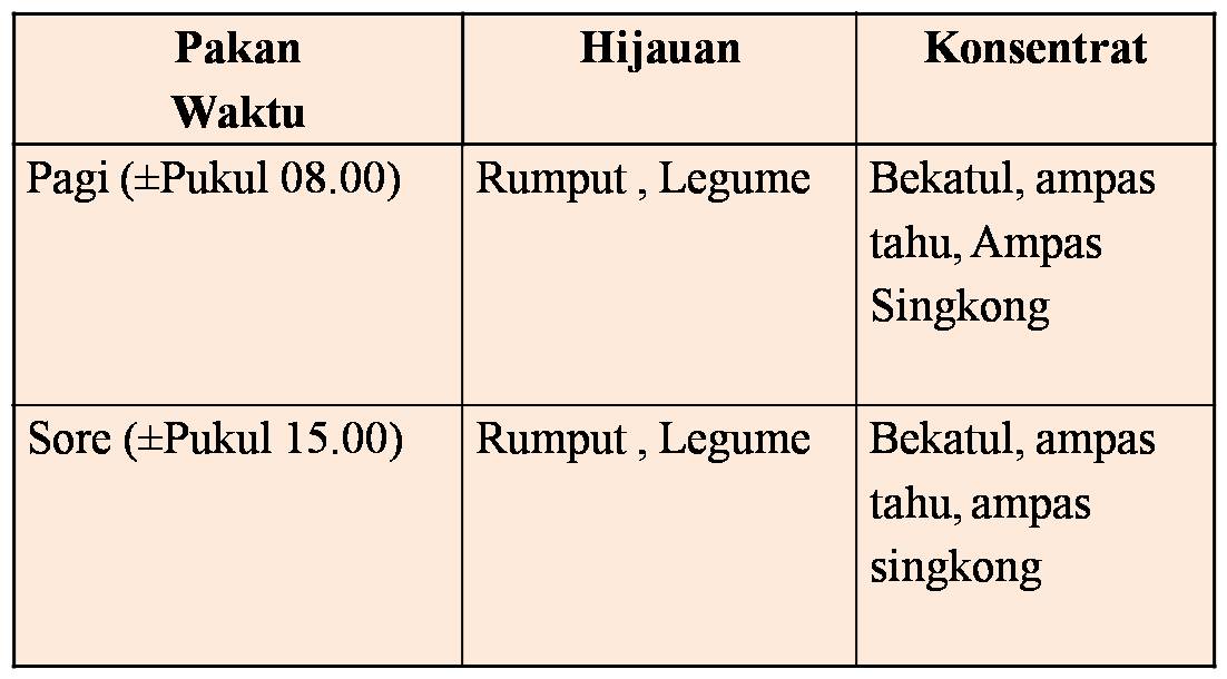 ternak ayam kapas