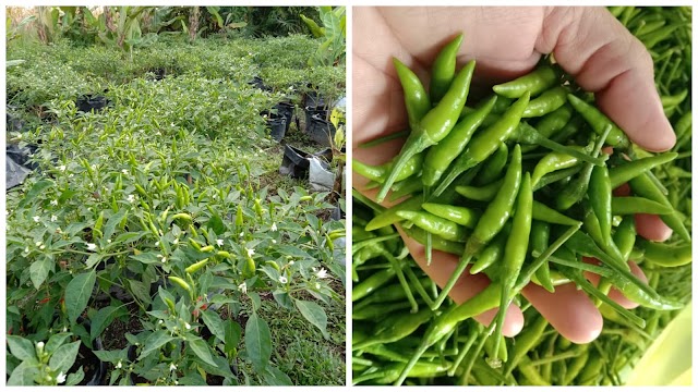  Elak Penyakit Pada Pokok Cili Bara Guna Kaedah Ini Baru Pokok Sihat Dan Subur