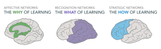 Shows three illustrations of the brain, each has a different area of the brain highlighted in green purple and blue respectively. The first is labelled 'affective networks: the why of learning.' The second is labelled 'recognition networks: the what of learning' and the third is labelled 'strategic networks: the how of learning.'
