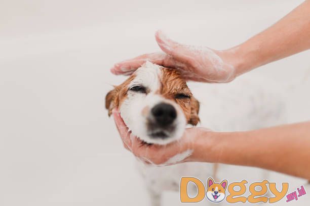 Trik Satu Anjing Yang Harus Diketahui Semua Anjing - Trik Berjabat Tangan