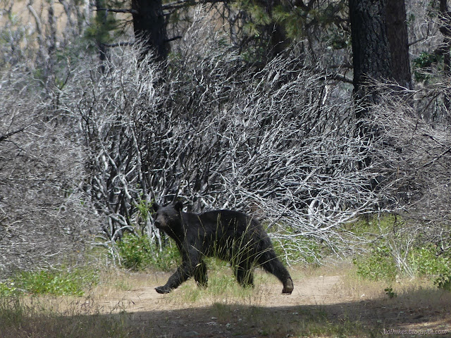 41: bear walking through camp