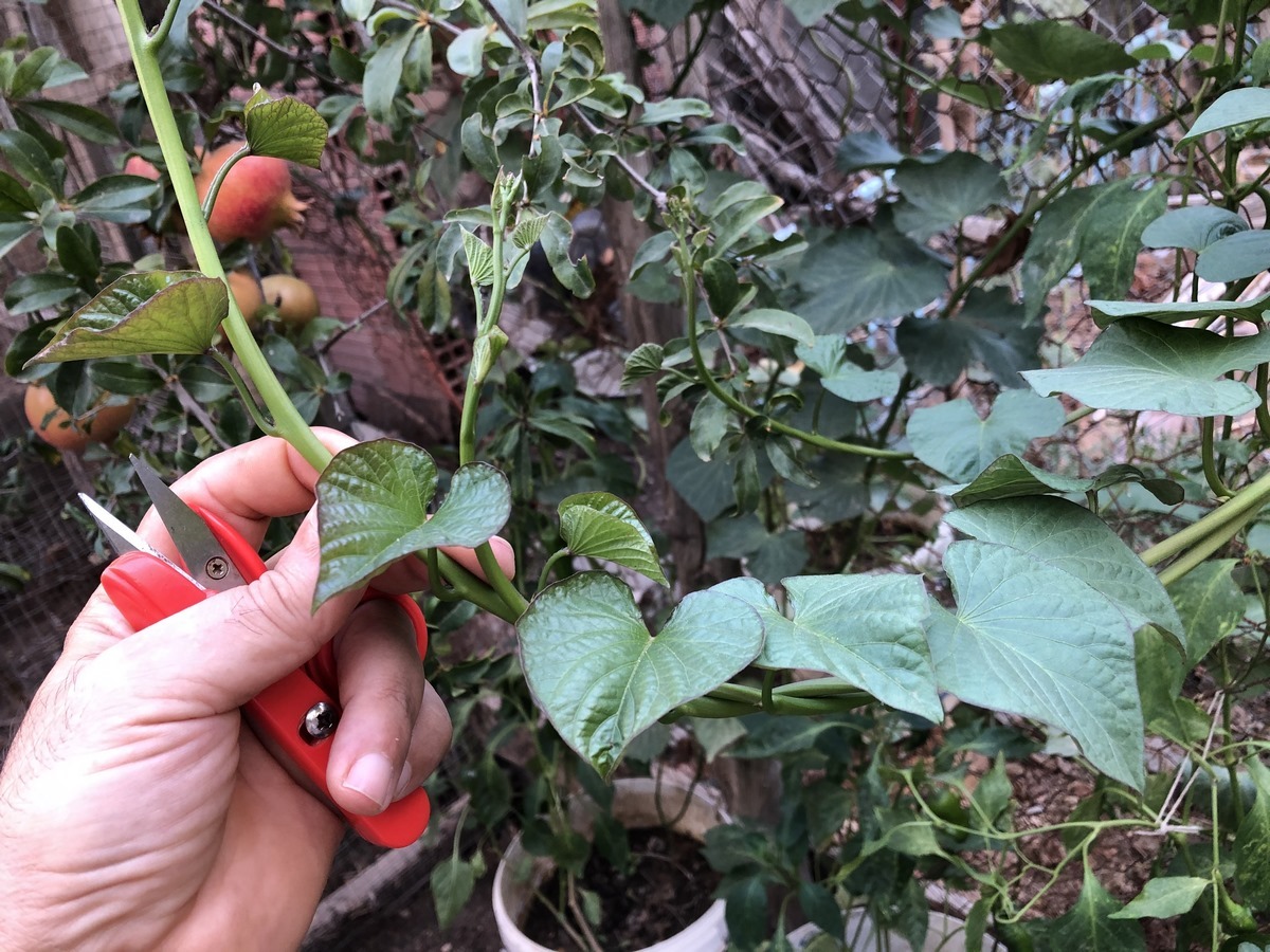 Taking cuttings from sweet potato plants is a simple process that allows you to propagate new plants and enjoy the benefits of growing lot of sweet potatoes.