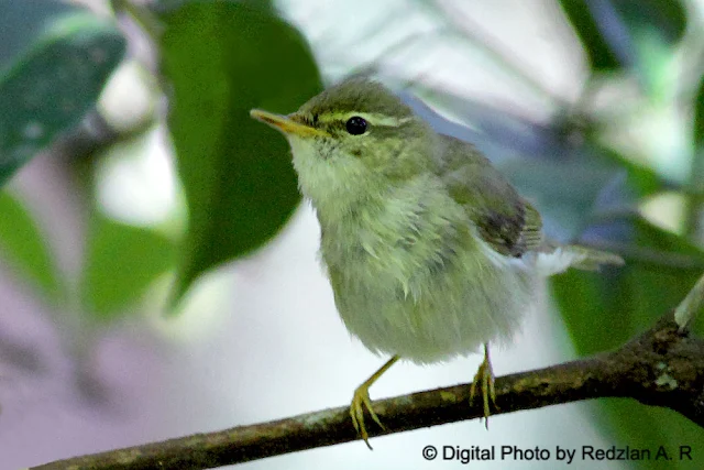 Artic Warbler