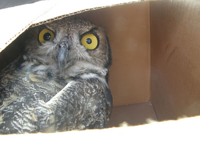 Owl in a Car - Owl in a Box