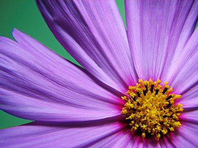 flower photography techniques