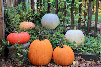 a nice collection of prior year pumpkins