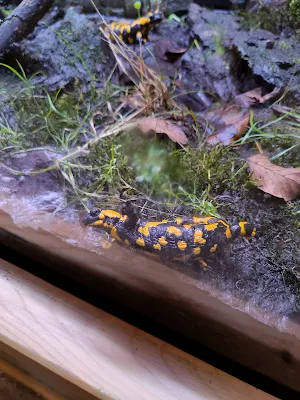 ヘラブルン動物園のヤモリ