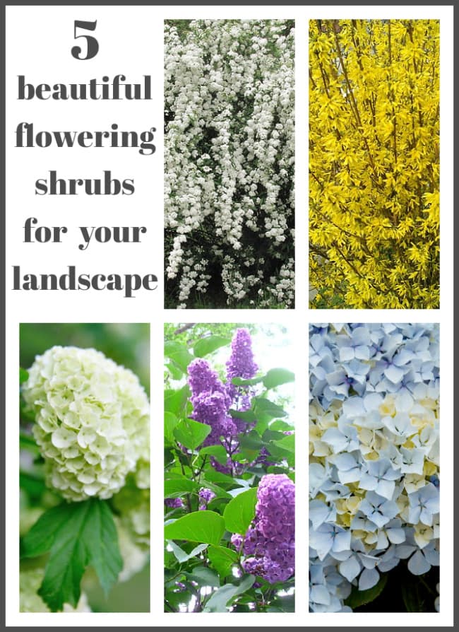 flowering shrubs for your landscape by Hymns and Verses blog